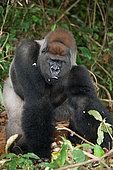 Big male gorilla(Gorilla gorilla gorilla) in jungle. Republic of the Congo.