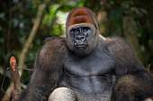 Portrait of lowland gorilla (Gorilla gorilla gorilla), Republic of the Congo