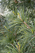 Japanese umbrella-pine (Sciadopitys verticillata) in spring