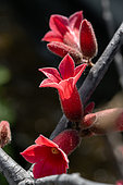 Dwarf kurrajong (Brachychiton bidwillii) flowers