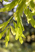 Water oak (Quercus nigra) young leaves in spring, Gard, France