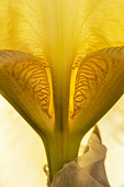 Detail of a yellow Iris flower