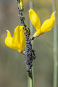 Laburnum aphids (Aphis cytisorum) on Spanish broom (Spartium junceum) with mutualistic ants and parasitoid braconid wasp, Gard, France