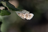 Grass moth Cynaeda gigantea) resting on Holly oak (Quercus ilex) leaf, Gard, France