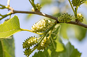 White mulberry (Morus alba) fruits, Gard, FranceGard, France