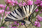 Scarce swallowtail (Iphiclides podalirius) on Red valerian (Centranthus ruber), Gard, France