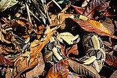 West African Gaboon Viper( Bitis -gabonica- rhinoceros), W. Africa, Captivity