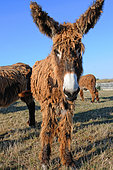 Poitou donkey (Equus asinus) Poitou, France