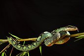 Sri Lanka pitviper (Trimeresurus trigonocephalus), Sri-Lanka . Endemic. Captivity