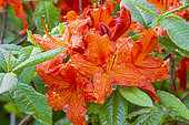 Azalea (Rhododendron molle) 'Hotspur Red', flowers