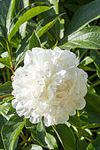 Peony (Paeonia lactiflora 'Couronne d'Or', breeder : Calot (FRA) 1873, flower