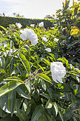 Peony (Paeonia lactiflora 'Couronne d'Or', breeder : Calot (FRA) 1873, in bloom