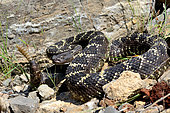 Arizona black rattlesnake (Crotalus cerberus), Arizona, Controlled conditions