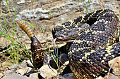 Arizona black rattlesnake (Crotalus cerberus), Arizona, Controlled conditions