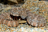 Southwestern speckled rattlesnake (Crotalus mitchellii pyrrhus), Near Joshua's tree Nal Park, Californie.