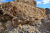 Southwestern speckled rattlesnake (Crotalus mitchellii pyrrhus), Near Joshua's tree Nal Park, Californie.