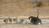 African Ostrich (Struthio camelus) female with pack of chicks grooming in sand in Kgalagadi transfrontier park, South Africa