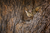 Southern African wildcat (Felis silvestris cafra) lying down in a tree in Kgalagadi transfrontier park, South Africa