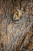 Southern African wildcat lying down in a tree in Kgalagadi transfrontier park, South Africa; specie Felis silvestris cafra family of Felidae