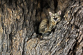 Southern African wildcat (Felis silvestris cafra) lying down mouth open in a tree in Kgalagadi transfrontier park, South Africa