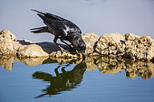 Cape Crow (Corvus capensis) drinking at waterhole in Kgalagadi transfrontier park, South Africa