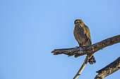 Gabar Goshawk (Micronisus gabar) juvenile standing on branch isolated in blue sky in Kgalagadi transfrontier park, South Africa