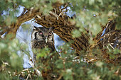 Verreaux Eagle-Owl (Bubo lacteus) hidding in tree foliage in Kgalagadi transfrontier park, South Africa