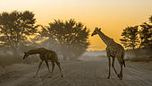 Two Giraffes (Giraffa camelopardalis) on safari road at sunrise in Kgalagadi transfrontier park, South Africa