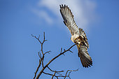 Lanner Falcon (Falco biarmicus) taking off spread wings isolated in blue sky in Kgalagadi transfrontier park, South Africa