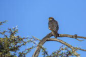 Lanner Falcon (Falco biarmicus) standing on a branch isolated in blue sky in Kgalagadi transfrontier park, South Africa
