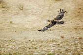 Tawny Eagle( Aquila rapax) in flight spread wings in Kruger National park, South Africa