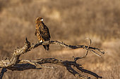 Tawny Eagle (Aquila rapax) standing on branch isolated in natural background in Kgalagadi transfrontier park, South Africa