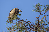 White backed Vulture (Gyps africanus) isolated in blue sky in Kgalagadi transfrontier park, South Africa