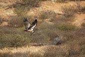 White backed Vulture in flight carrying branch for nest in Kruger National park, South Africa ; Specie Gyps africanus family of Accipitridae