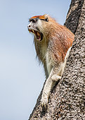 Common patas monkey (Erythrocebus patas) is sitting on a tree. Murchisons falls national park, Uganda