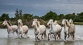 Group of white Camargue horses runs at high speed over the water in a lagoon with beautiful splashes. Parc Regional de Camargue. France. Provence.
