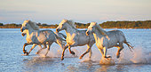 White Camargue Horses are running along the water in a shallow lagoon with beautiful evening light, Parc Regional de Camargue, France.
