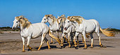 White Camargue horses walking along the sand. Parc Regional de Camargue, France