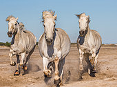 White Camargue Horses are galloping on the sand. Parc naturel r