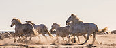 White Camargue Horses are galloping on the sand. Parc naturel régional de Carmargue. France. Provence. [dump] =>