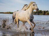 White Camargue Horses are running in the swamps nature reserve. Parc naturel régional de Camargue. France. Provence.