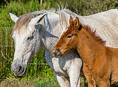 Mare with her foal. White Camargue horse. Parc naturel régional de Camargue. France. Provence.