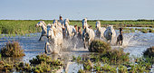 White Camargue Horses are running in the swamps nature reserve. Parc naturel régional de Camargue. France. Provence.