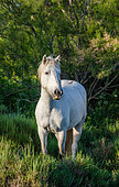 Portrait of the White Camargue Horse. Parc naturel régional de Camargue. France. Provence.