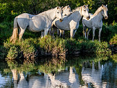 White Camargue Horses are standing in the swamps nature reserve. Parc naturel régional de Carmargue. France. Provence.