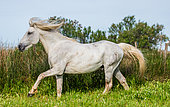 White Camargue Stallion beautiful runs in the paddock. Parc naturel régional de Carmargue. France. Provence.