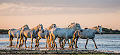 White Camargue Horses are standing in the swamps nature reserve. Parc naturel régional de Camargue. France. Provence.