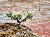 Bonsai ponderosa pine tree struggling to survive and Cherboard Mesa, Zion National Park, Utah, USA.