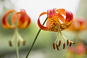 Lily, Tiger Lily, Lilium Lancifolium, Close-up of flower growing outdoor showing petals and stamen.