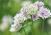 Astrantia 'Great Masterwort', Astrantia Major, Pale coloured flowers growing outdoor.